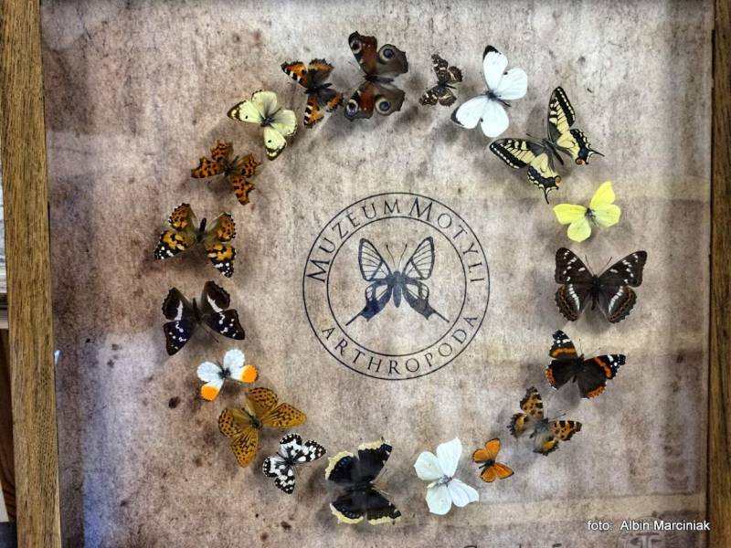 Muzeum motyli z całego świata w centrum Bochni